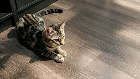 Adopter Albizia