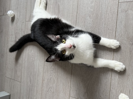 Adopter Ozzy et Eliott
