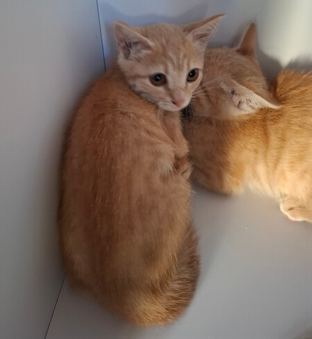 Adopter Bidule