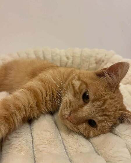 Adopter Cheddar 