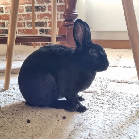 Adopter Mila
