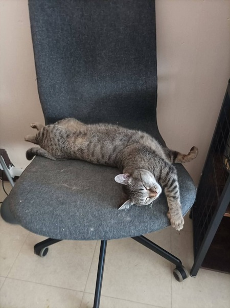 Adopter Mimine