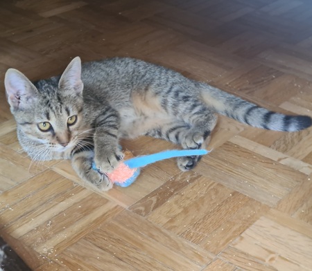 Adopter Rhapsodie