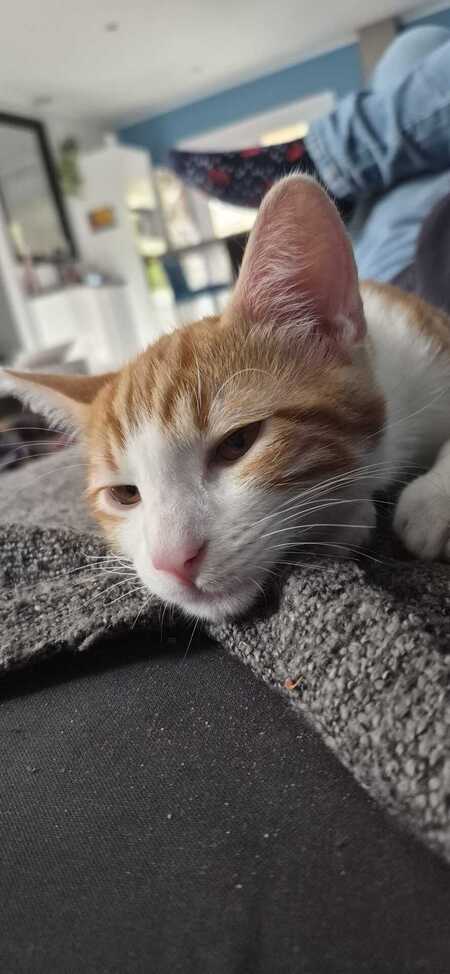 Adopter Bagel et Brownie