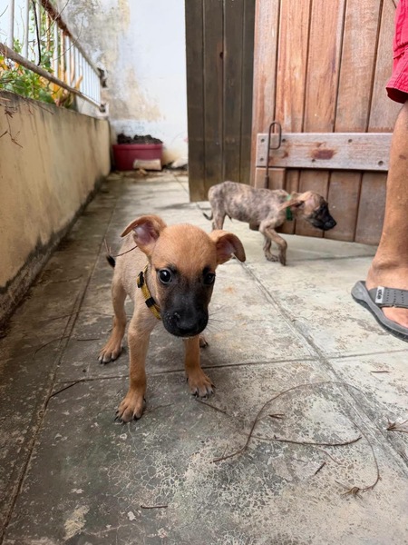 Adopter Nao