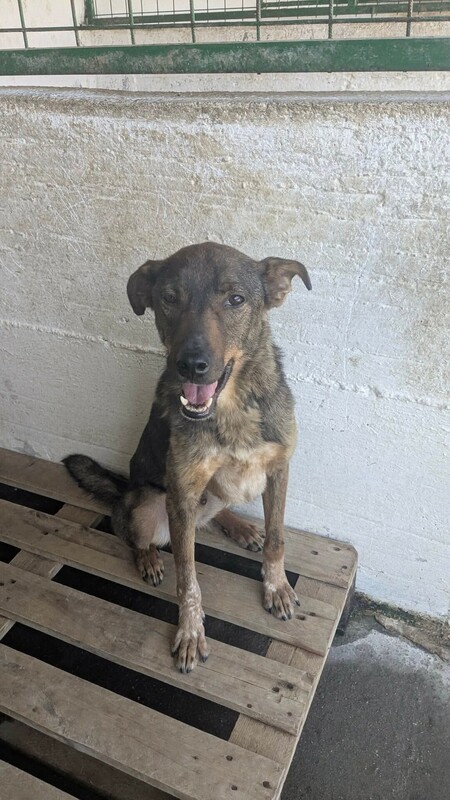 Adopter Pancake