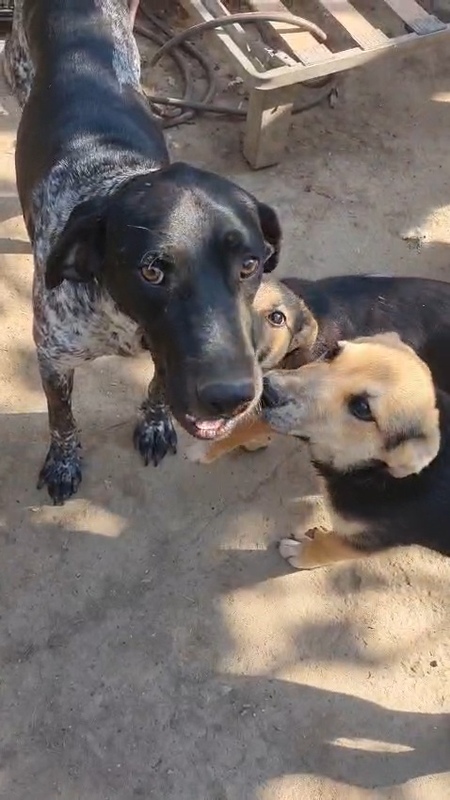 Adopter Abanos