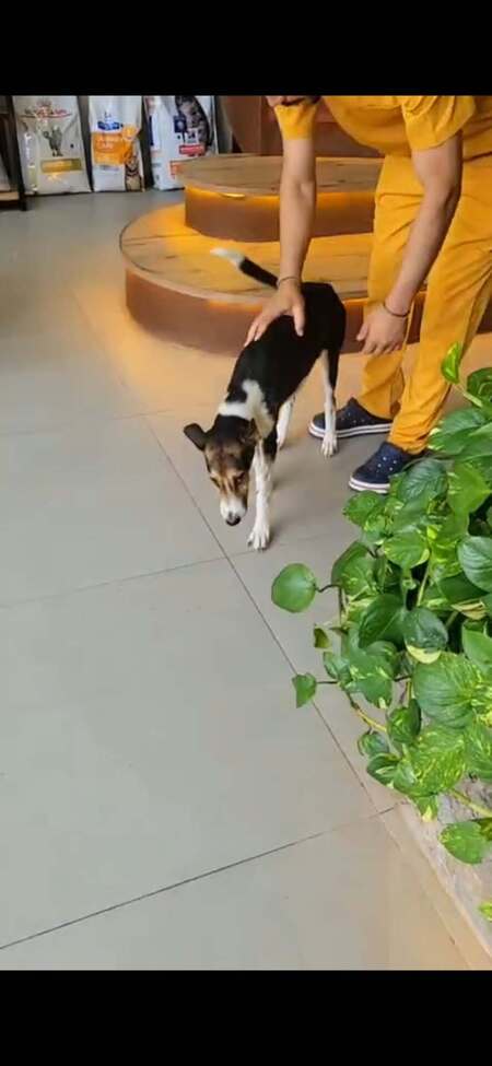 Adopter Alba