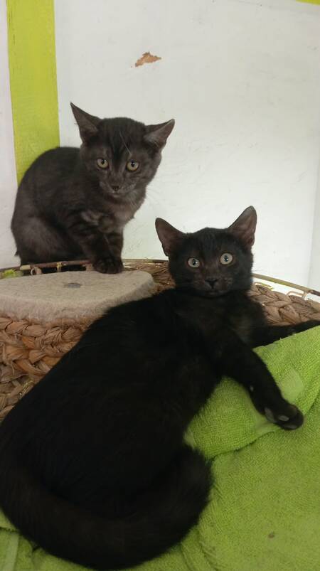 Adopter Romeo
