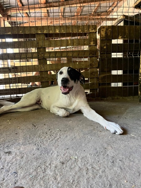 Adopter Tasha