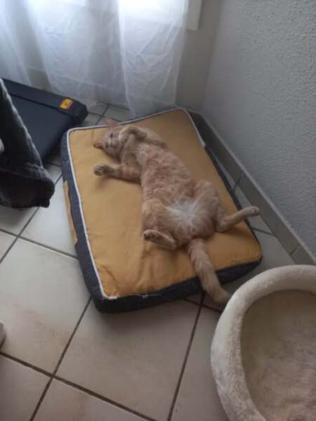 Adopter Caramel
