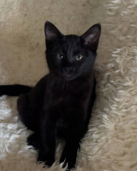 Adopter Nouméa