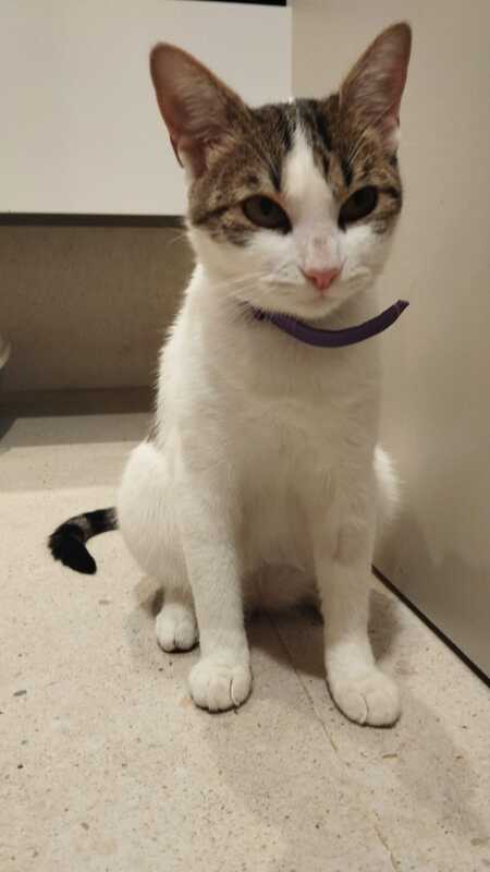 Adopter Lulu