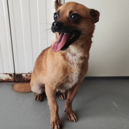 Adopter Lucas