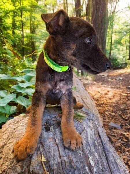 Adopter Jova