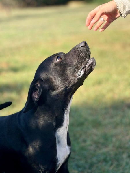 Adopter Arko