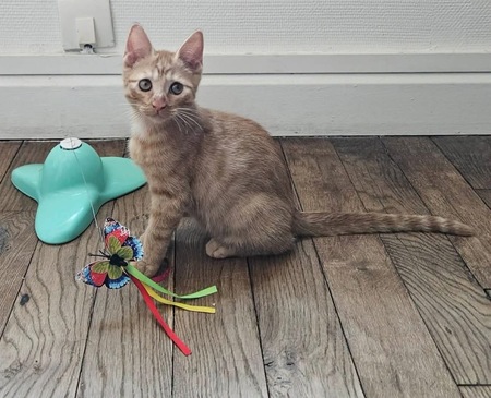 Adopter UBE