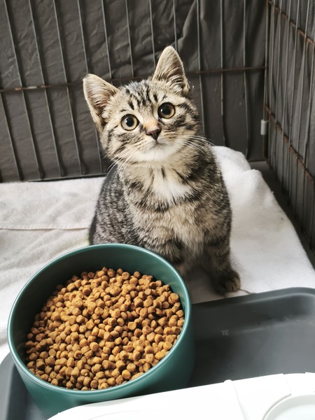Adopter Ugli