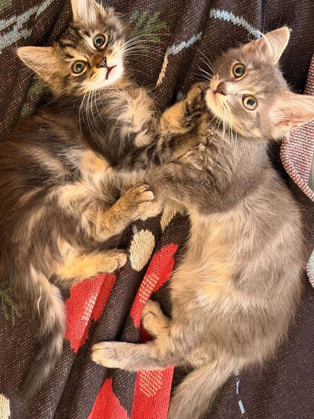 Adopter François
