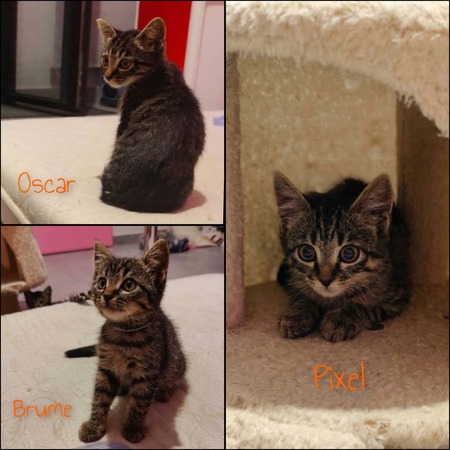 Adopter Brume, Pixel et Oscar