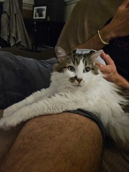 Adopter Hopper