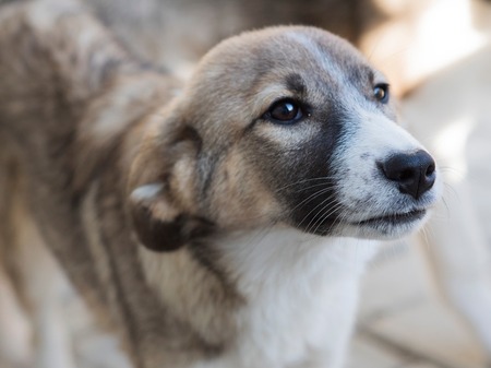 Adopter Hizia