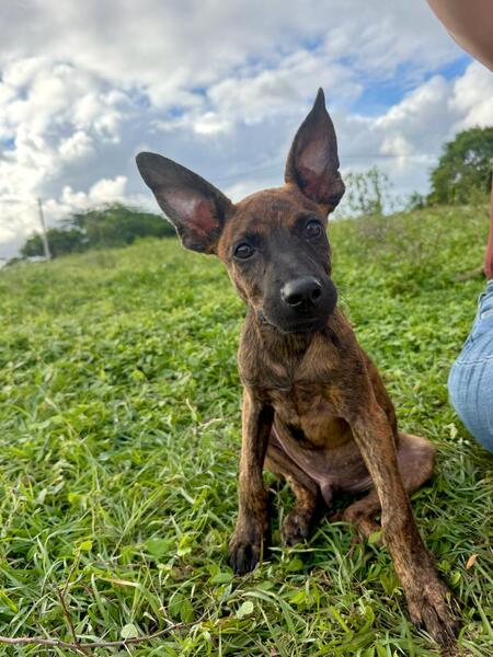 Adopter Syrius