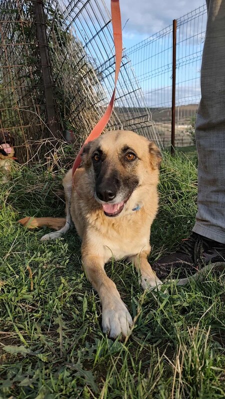 Adopter Baya