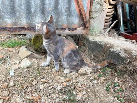 Adopter Brisa