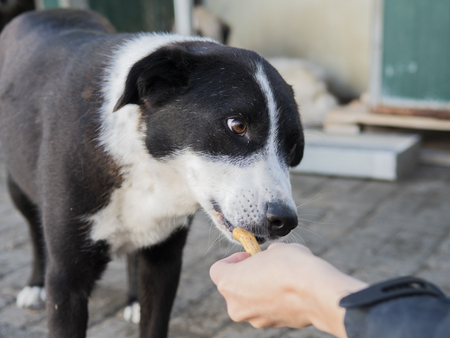Adopter Flash