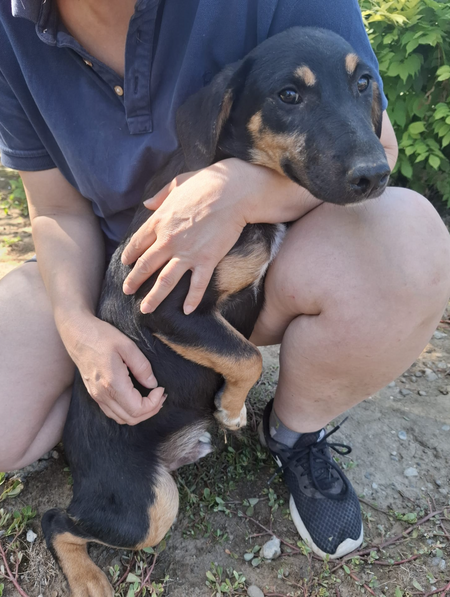 Adopter Ivar
