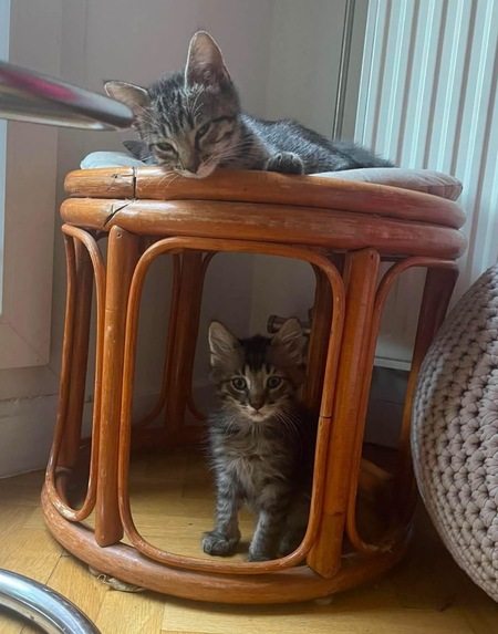 Adopter PILVI