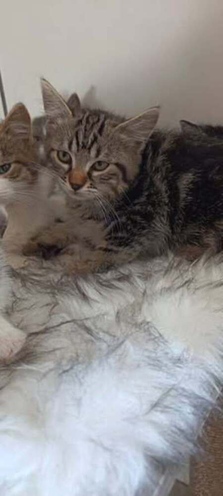 Adopter Mielou