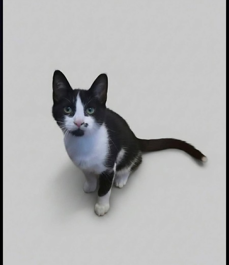 Adopter FIGARO