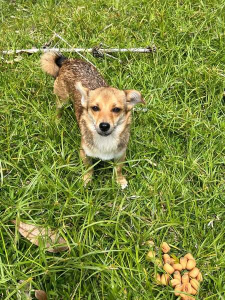 Adopter Letchis