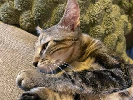 Adopter Perle