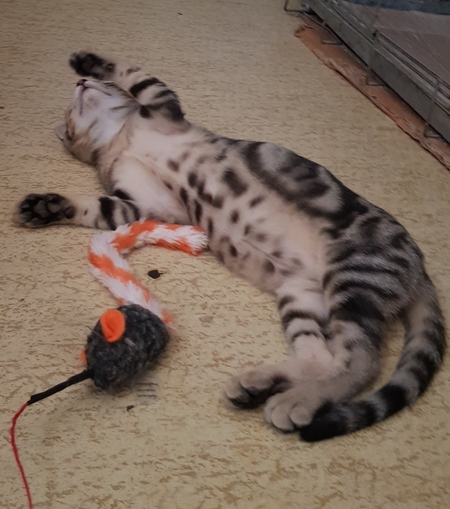 Adopter Rio