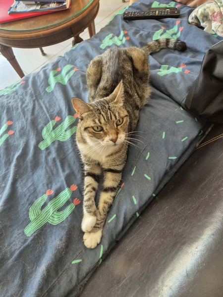 Adopter Punkie