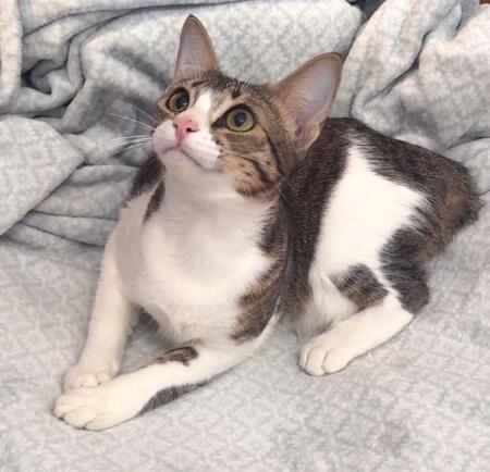 Adopter Thalia