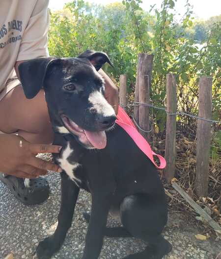 Adopter Stella