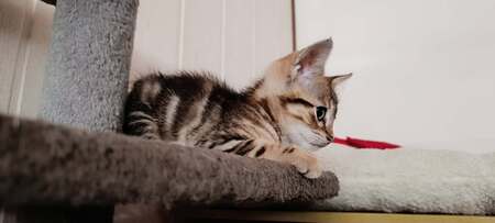 Adopter Bonbon
