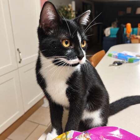 Adopter Crapule 