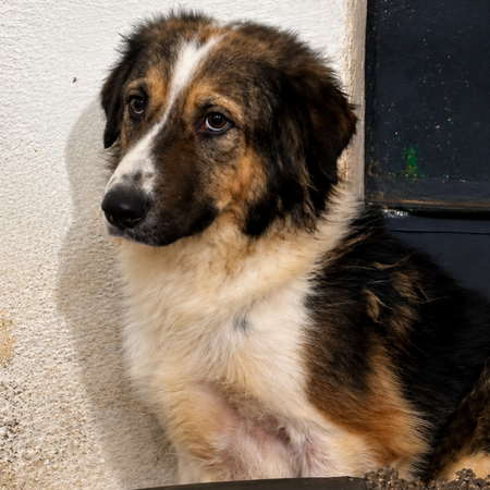 Adopter Fantine