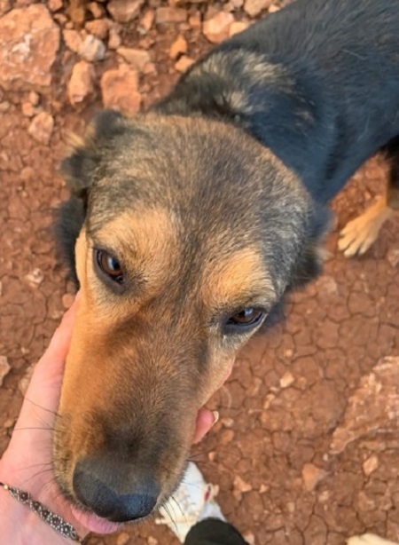 Adopter Hershey