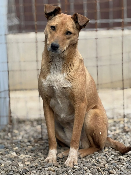Adopter Mindy