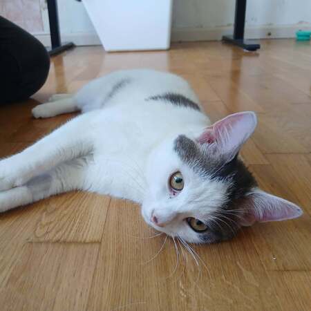 Adopter jean