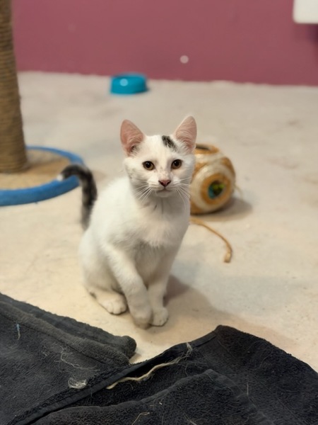 Adopter Bella