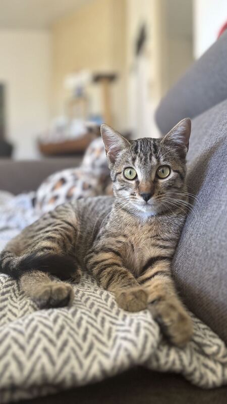 Adopter Gamelle 