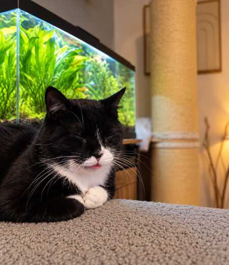 Adopter Alain
