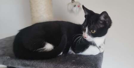 Adopter Banjo
